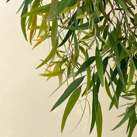 Ca Eucalipto ゲストハウス フィナーレ・リーグレ