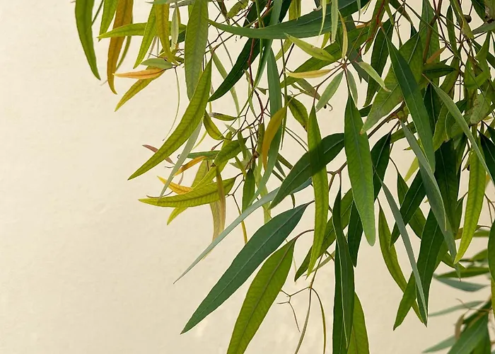 Ca Eucalipto Gæstehus Finale Ligure